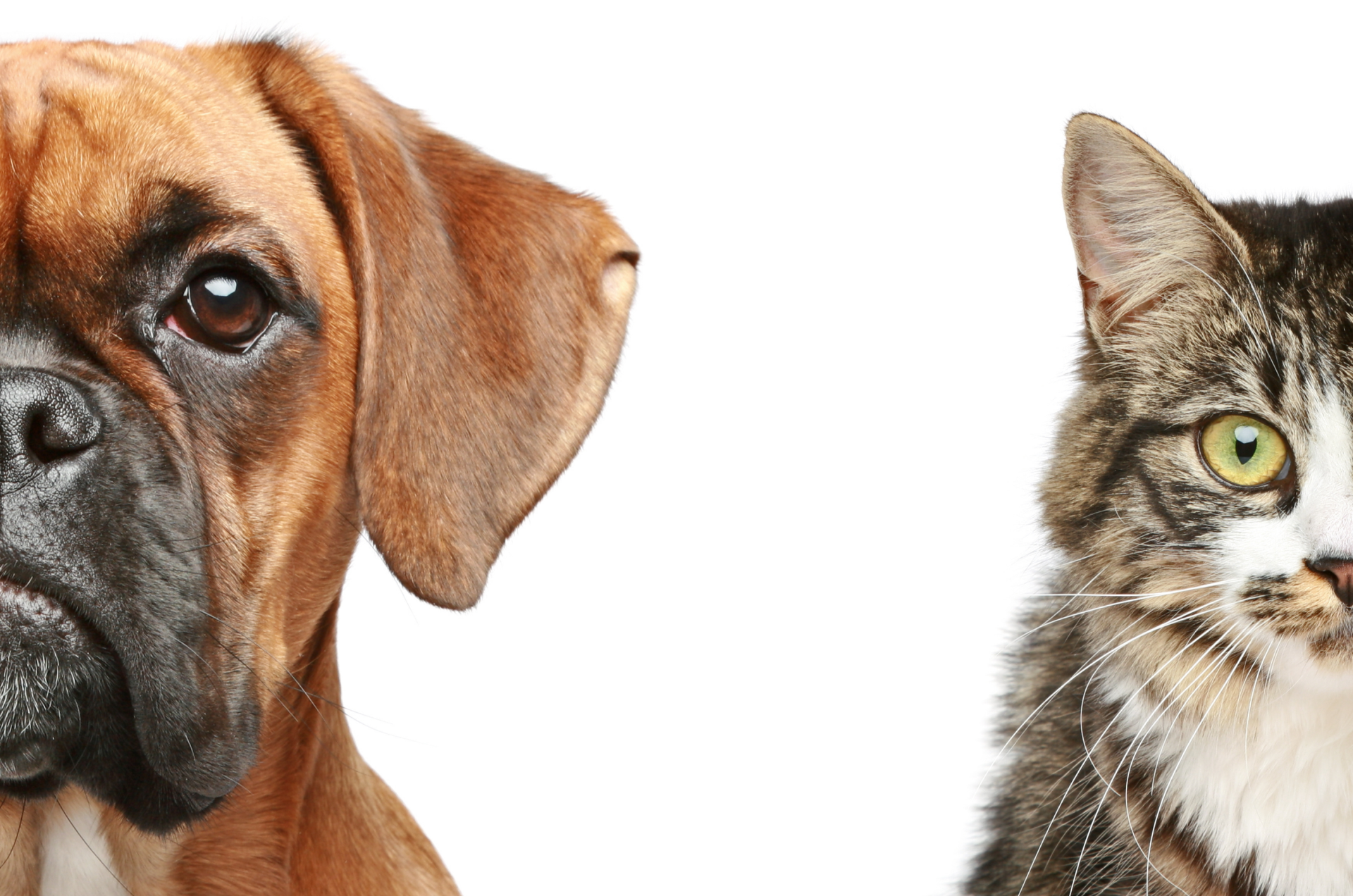 Dog & Cat Registration Renewals due from 1 November